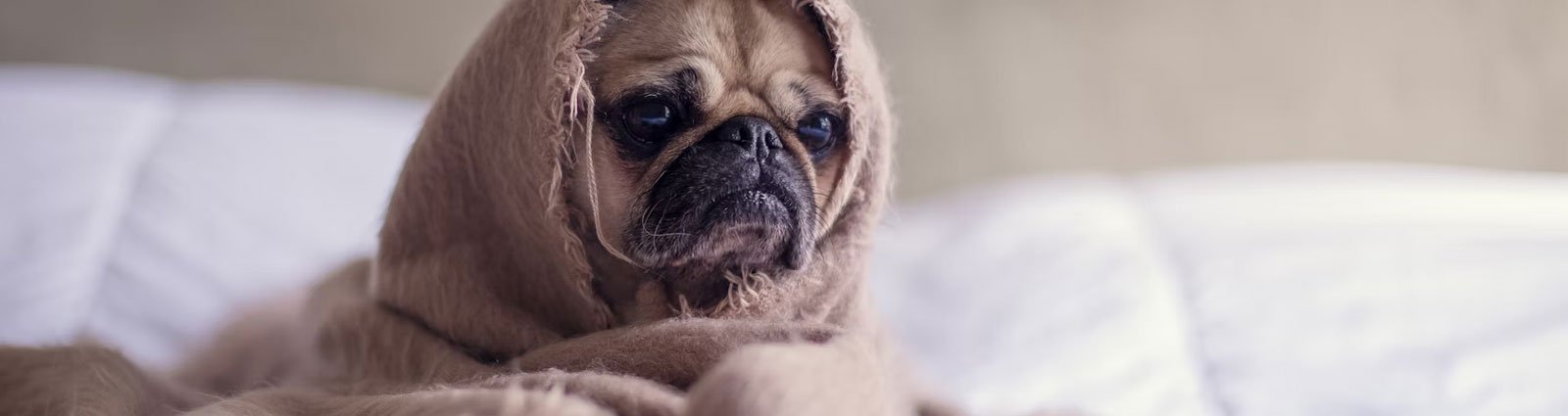 Offer a gift to a cozy enthusiast person